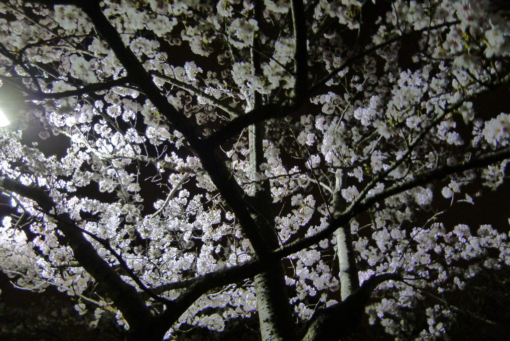 久良岐公園1