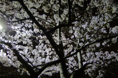 久良岐公園1