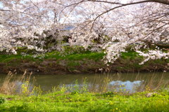 矢那川1