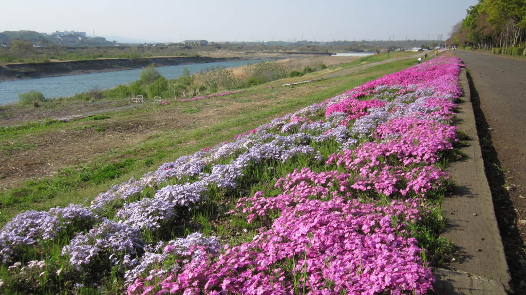 相模川芝ざくら3