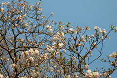 根岸森林公園2