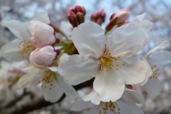 根岸森林公園4