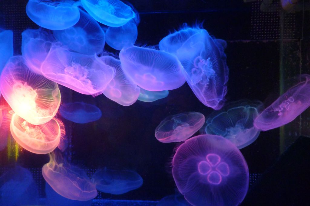 箱根園水族館