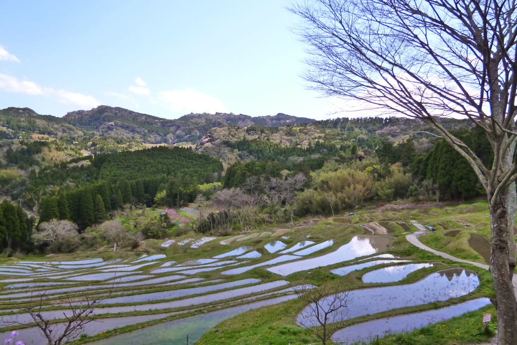 大山千枚田3