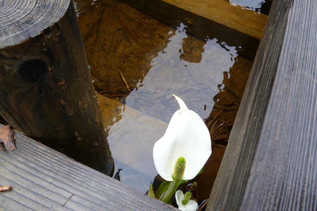 水芭蕉