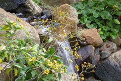 縮景園4