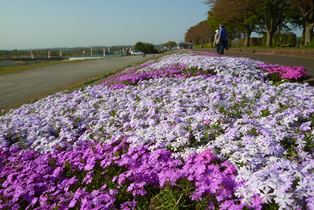 相模川芝ざくら9
