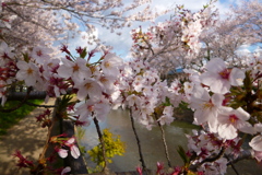 矢那川2