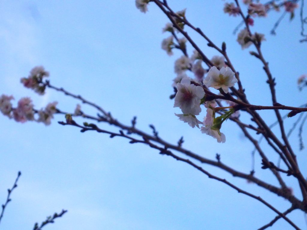 10月の桜