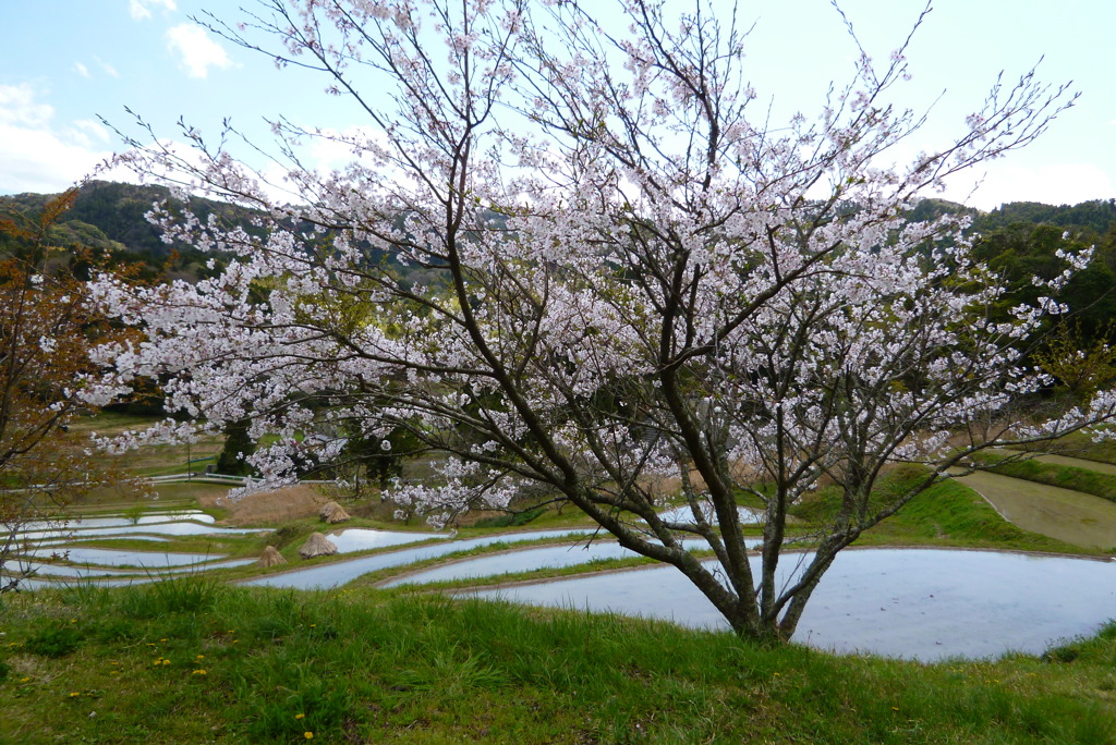 大山千枚田1