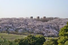 根岸森林公園1
