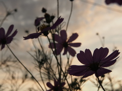 夕方のコスモス