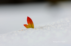 雪うさぎ