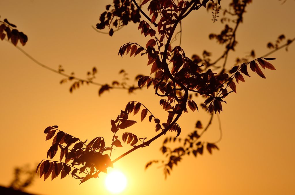 DSC_9108-1