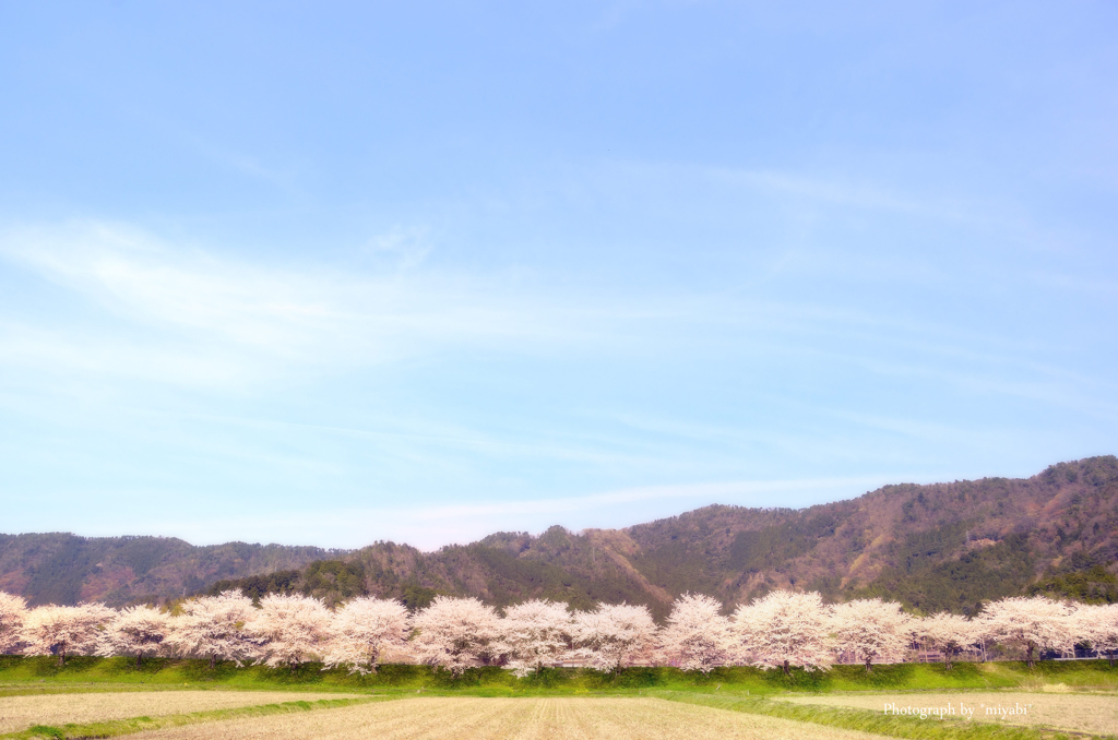 桜並木