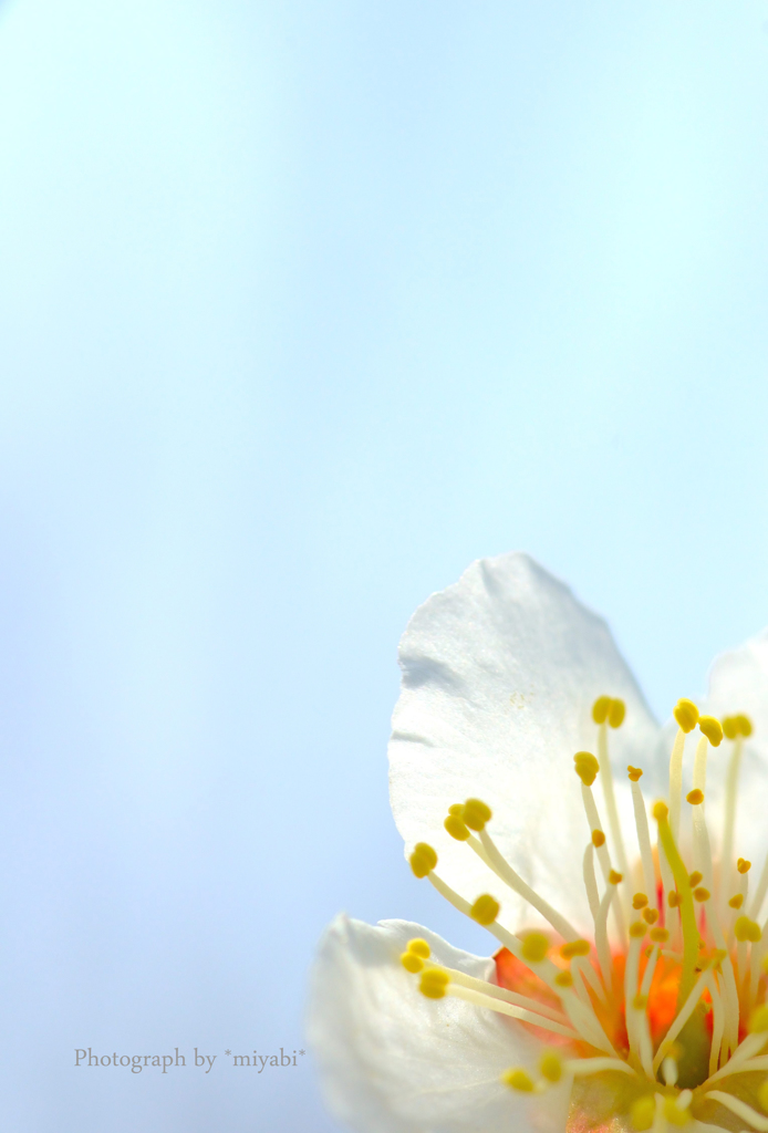 花の笑顔