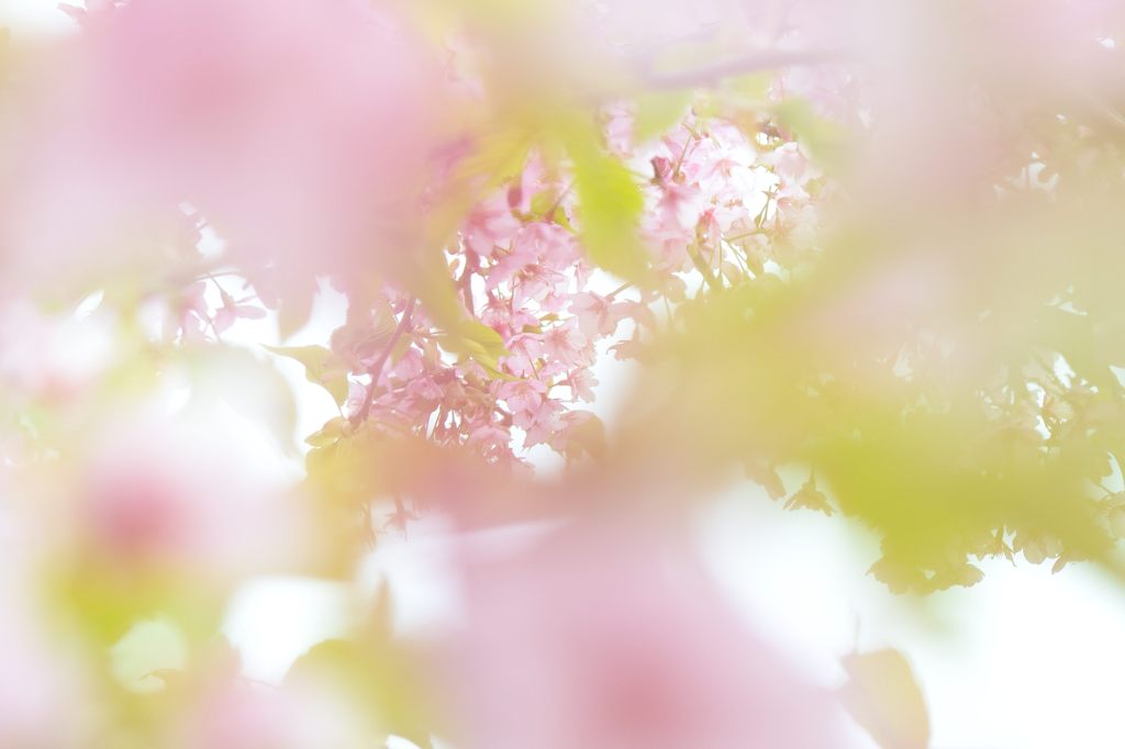 DSC_7790-1