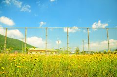 初夏の足音