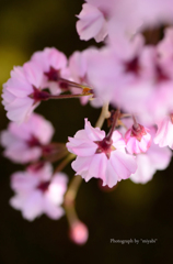 華雫