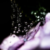Dive