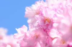 華飾