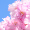 華飾