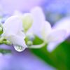 一滴（ひとしずく）