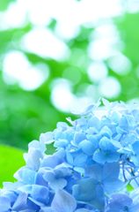 眩しすぎる君