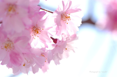 華かんざし