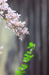 jasmin