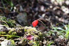 限界の紅葉