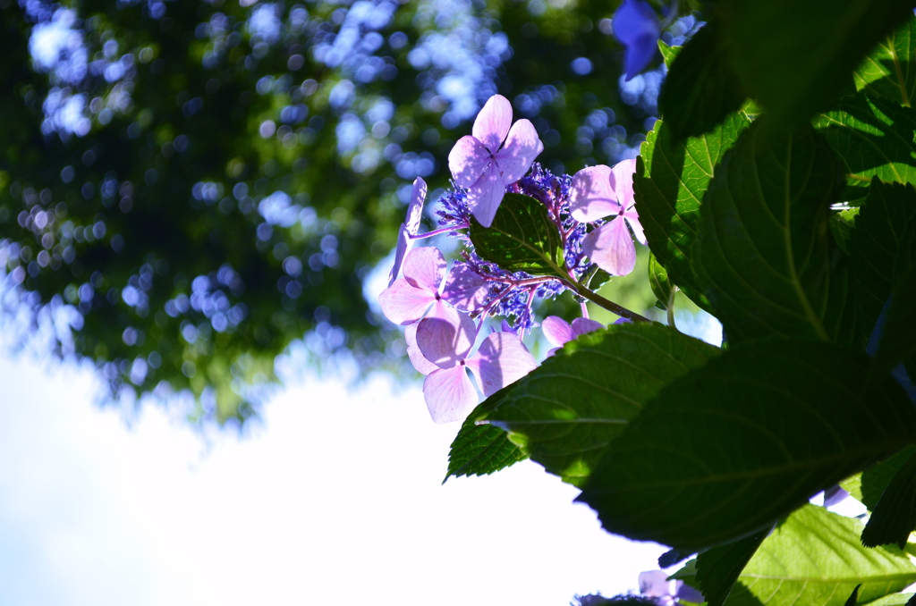 CSC_0738
