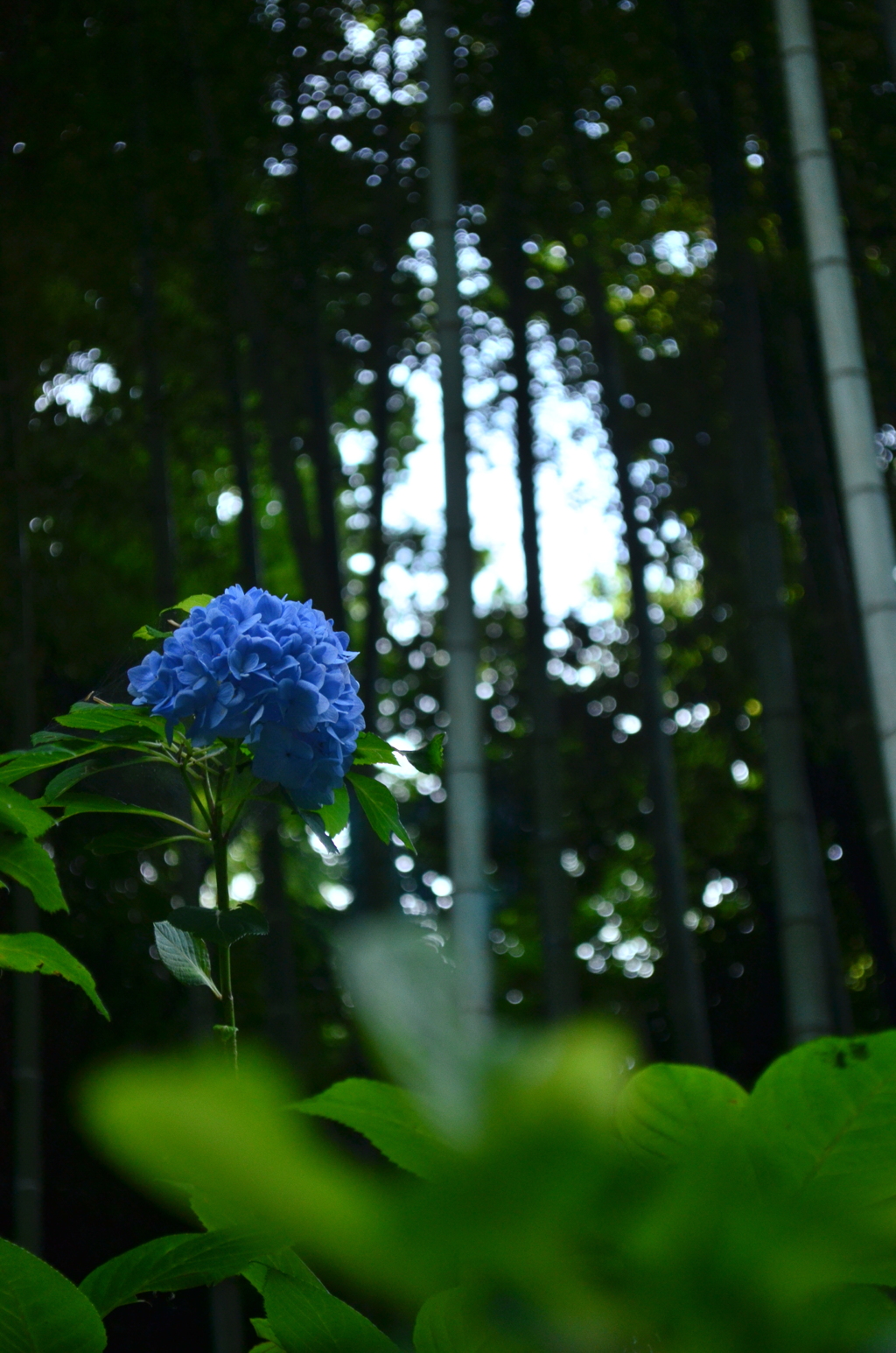 CSC_0734