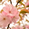 花びらぎっしり