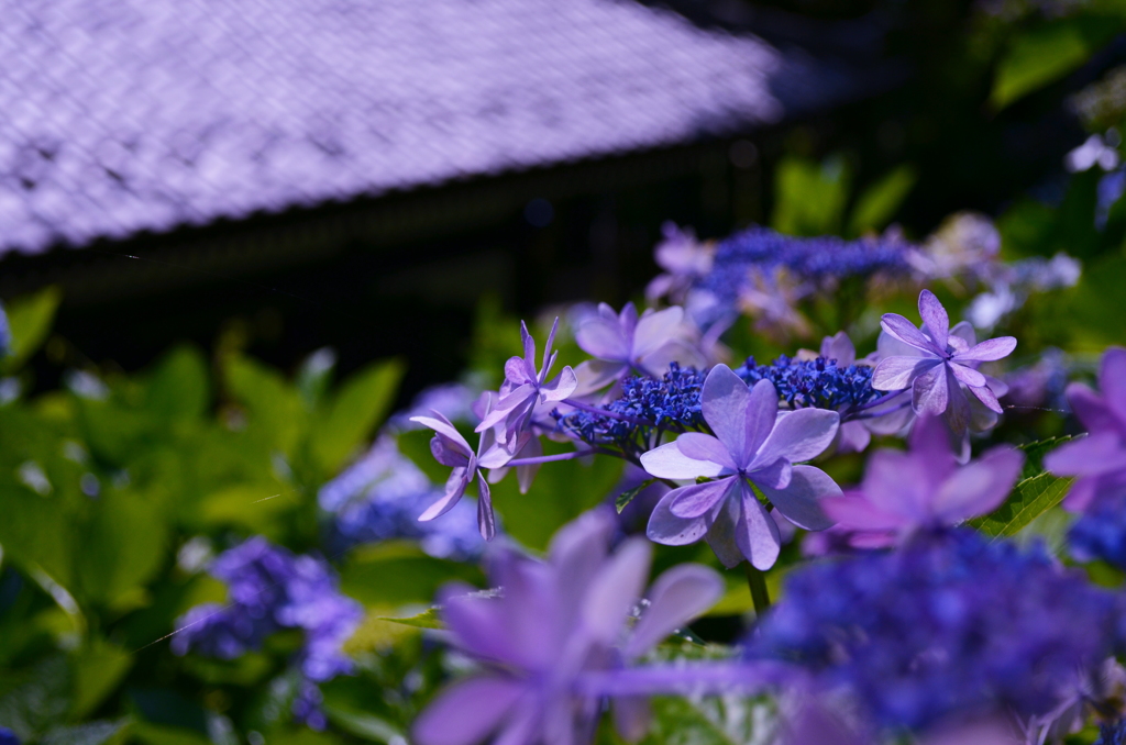 CSC_0743
