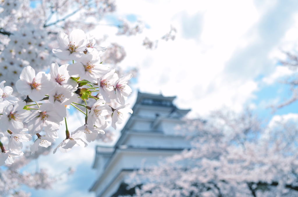 春の鶴ヶ城