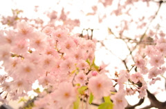 しだれ桜を見上げて