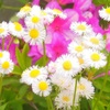♪春紫苑～逗子
