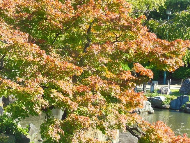 ♪鶴舞公園　秋