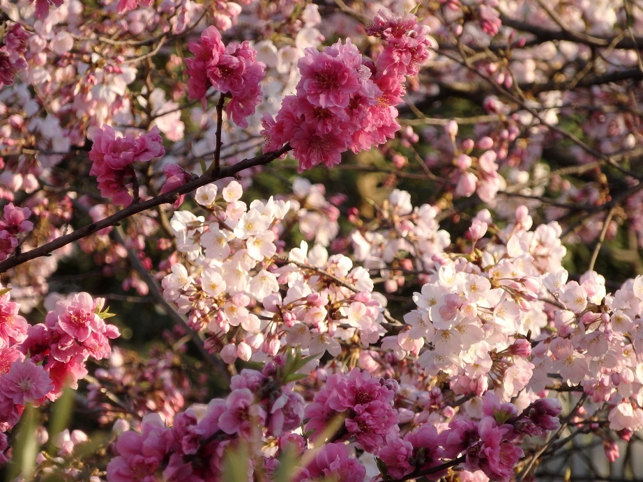 ♪梅から桜へ～武蔵小杉