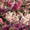 ♪梅から桜へ～武蔵小杉