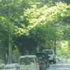 御殿山の緑のトンネル♪