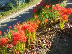 土手の曼珠沙華♪　大和市