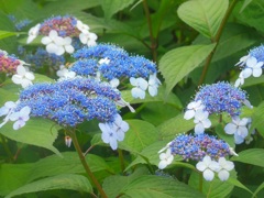 ♪額紫陽花～武蔵小杉