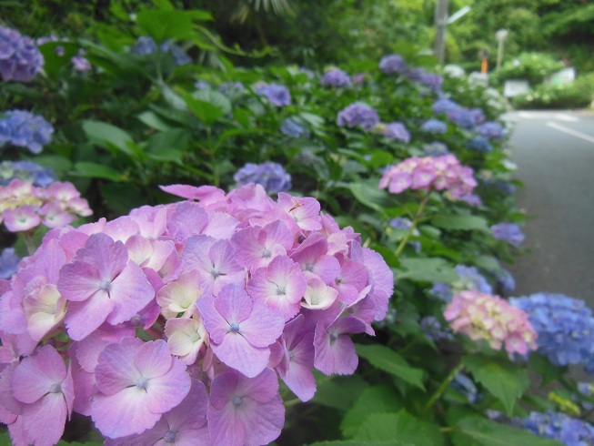 ★地元の紫陽花★　