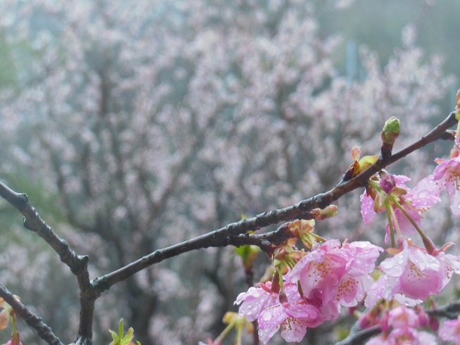 梅と桜～桜に焦点♪