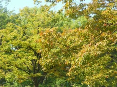 秋色の木々～鶴舞公園♪