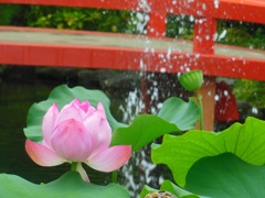 ♪蓮～高幡不動