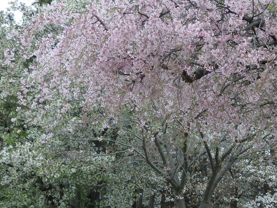 ♪枝垂れ桜～日立産機様