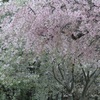 ♪枝垂れ桜～日立産機様
